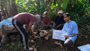 pemotongan hewan qurban bersama relawan sinergi puspita