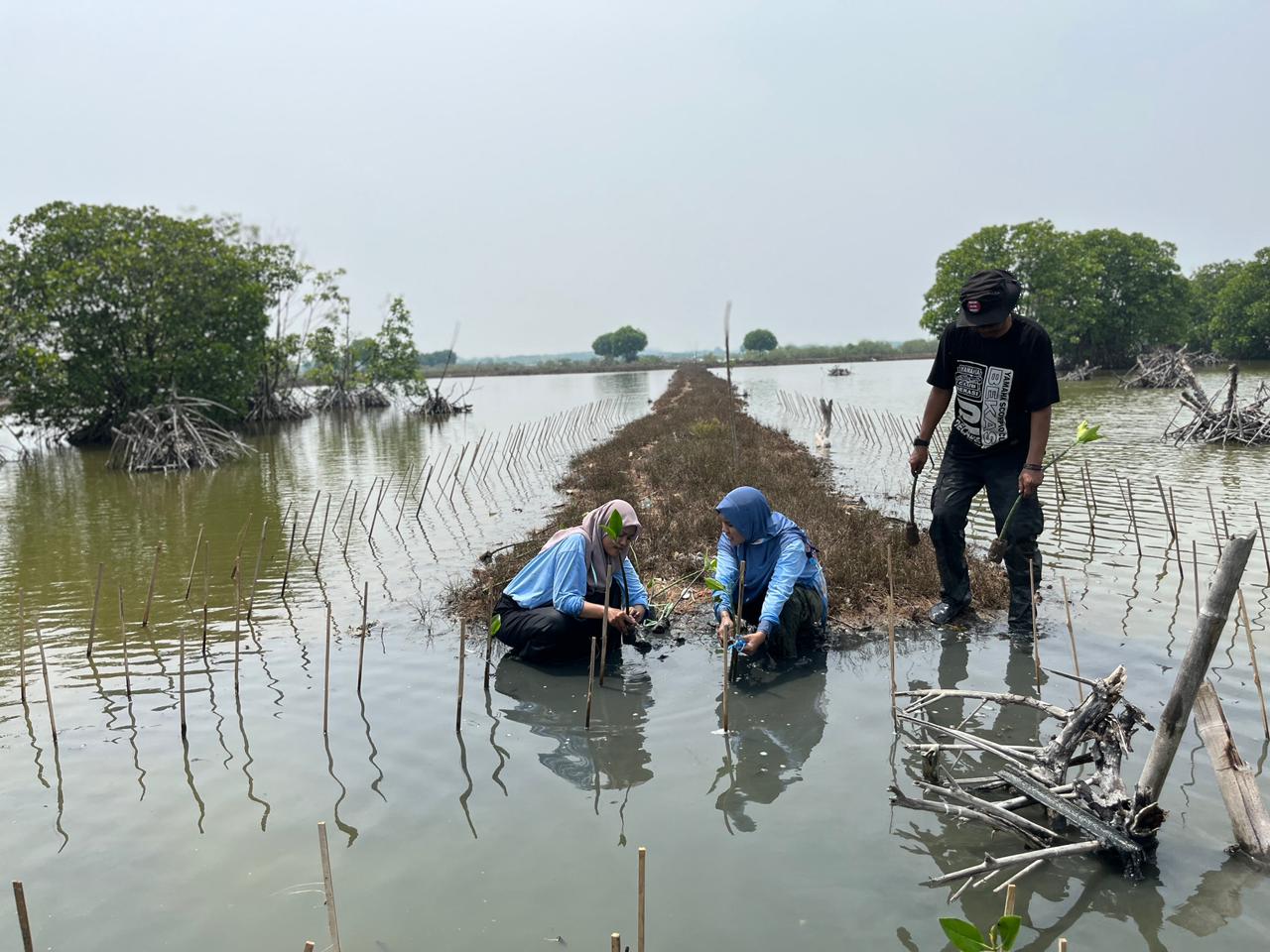 Relawan Sinergi Puspita menanam mangrove paa International Volunteer Day 2025