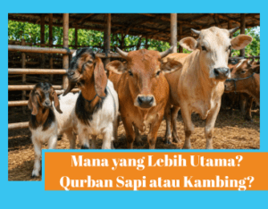 Qurban Sapi atau Kambing, Mana yang Lebih Utama?